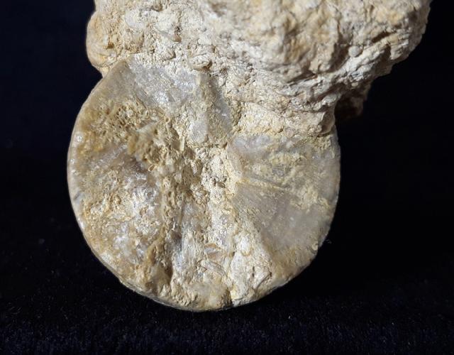 Apiocrinus parkinsoni (SCHLOTHEIM 1820) - Bild &copy; FossNet FossilienStore